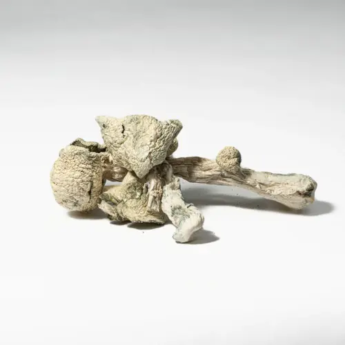 Albino Penis Envy (A.P.E.) is one of the strongest and rarest psilocybin mushroom strains on the market. This ultra-potent variety combines the intense effects of Penis Envy with the ghostly, bluish-white look of true albino genetics. Users can expect profound visuals, deep introspection, and an altered sense of time and reality. Ideal for experienced psychonauts, A.P.E. is not recommended for first-timers due to its unpredictable and overwhelming potency.