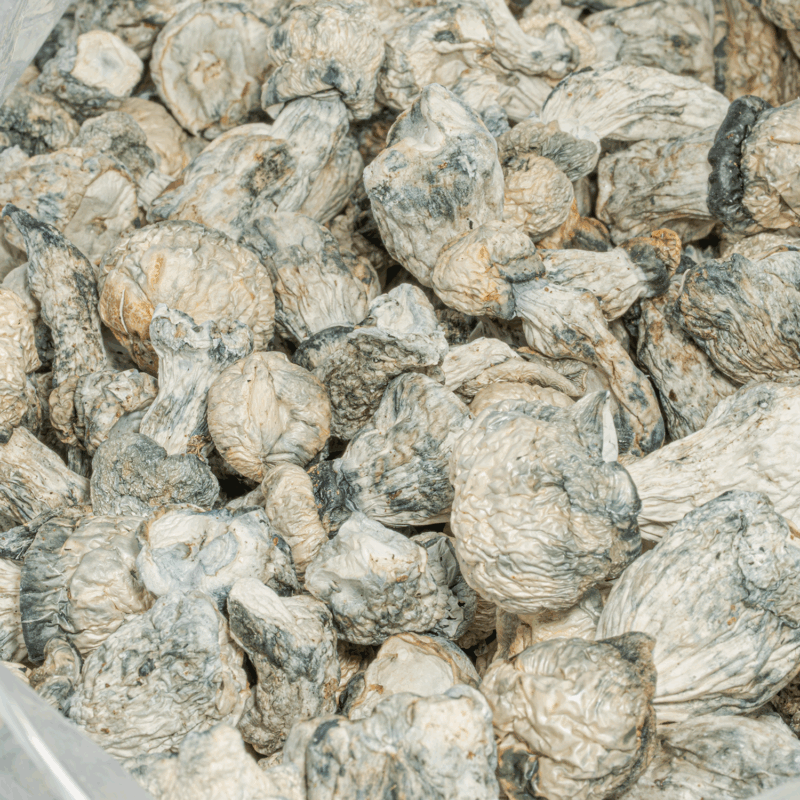 Albino Penis Envy (A.P.E) Mushrooms - Image 6