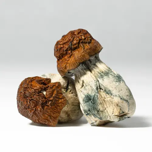 Blue Meanies are a well-known psilocybin mushroom strain prized for their potency and fast-acting, euphoric effects. Named for their striking blue bruising, these mushrooms are a favorite among experienced users who enjoy strong visuals and a deeply uplifting experience. Blue Meanies are ideal for enhancing music, nature, or creative work.