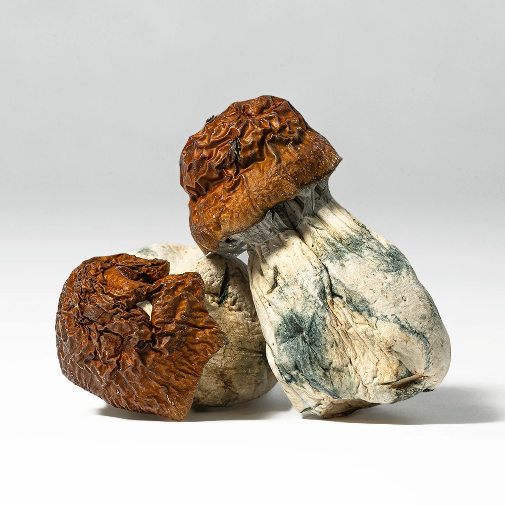 Blue Meanies are a well-known psilocybin mushroom strain prized for their potency and fast-acting, euphoric effects. Named for their striking blue bruising, these mushrooms are a favorite among experienced users who enjoy strong visuals and a deeply uplifting experience. Blue Meanies are ideal for enhancing music, nature, or creative work.