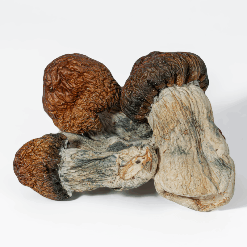 Blue Polaski Mushrooms - Image 4