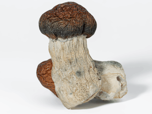 Blue Polaski Mushrooms