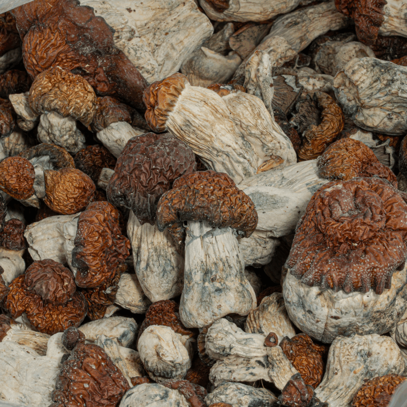 Blue Polaski Mushrooms - Image 3