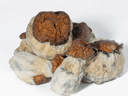 Bluey Vuitton Mushrooms