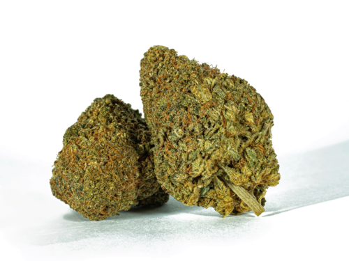 Beaver Tail (AA+)