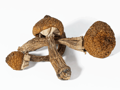 Super Thai Mushrooms