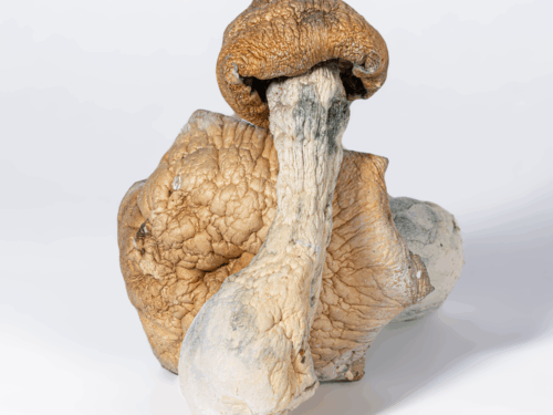 Code Blue Mushrooms