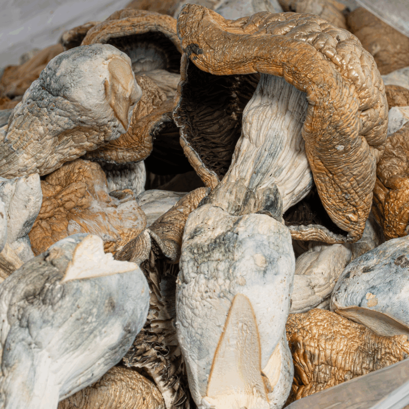 Code Blue Mushrooms - Image 4