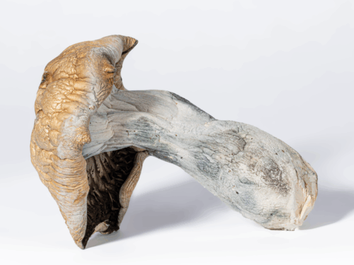 Code Blue Mushrooms