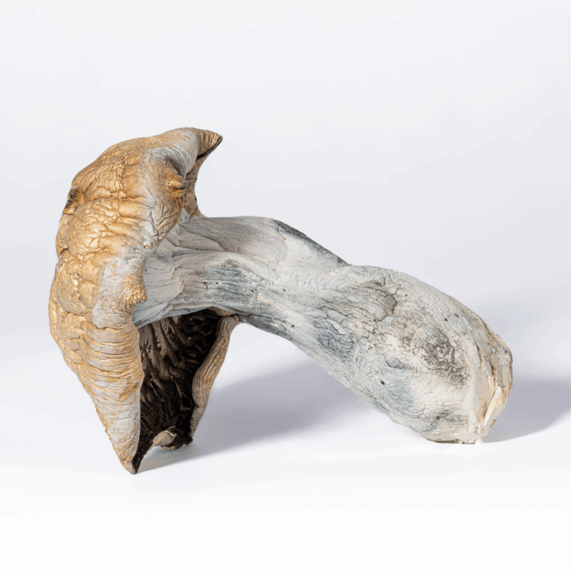 Code Blue Mushrooms - Image 5