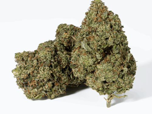 Champagne Pink (AAAA)