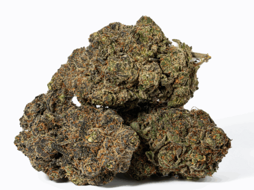 Grunk Panda (AAAA)