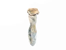 A-One Mushrooms - Golden Mammoth