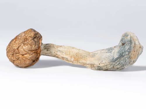 Penis Envy Mushrooms
