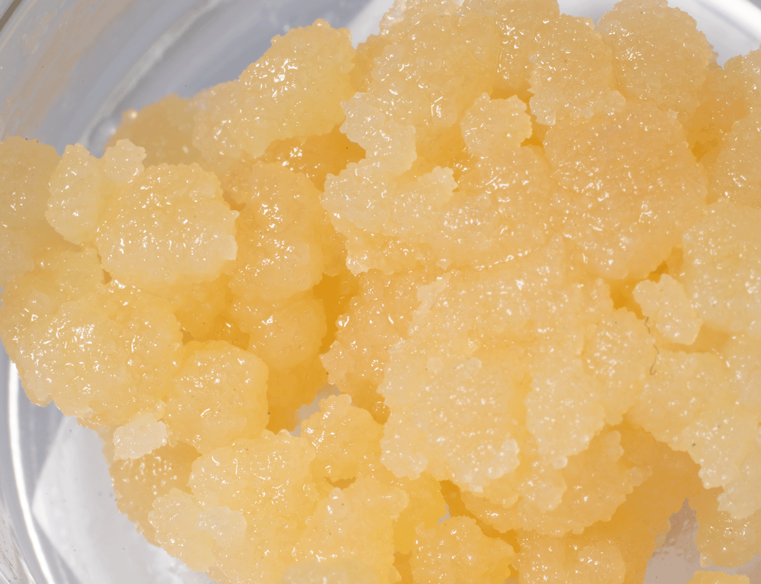 Dope Theory Sugar Wax - Cheese - Image 2