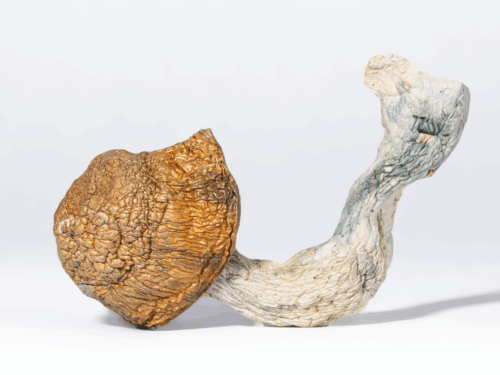 Tidal Wave Mushrooms