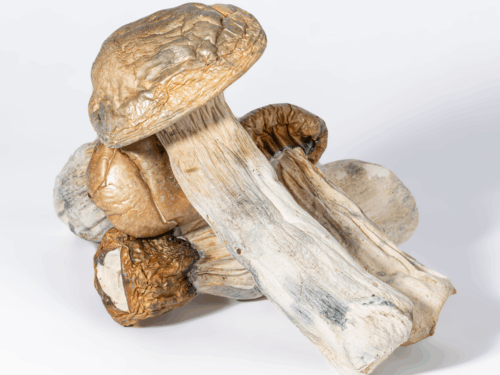 GC Thrashers Mushrooms