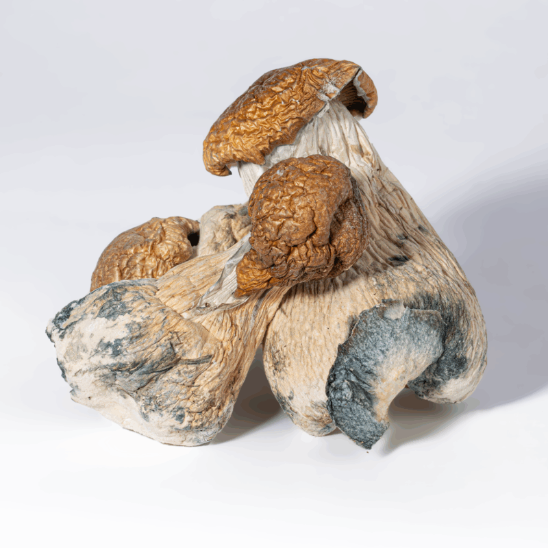 Trinity Mushrooms - Image 2