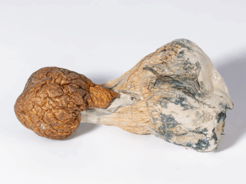 Trinity Mushrooms