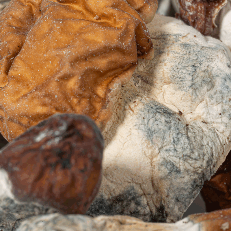 Vietnamese Mushrooms - Image 2