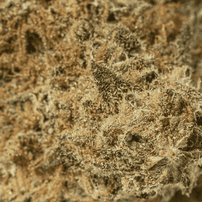 Grape God (AAA) - Image 5