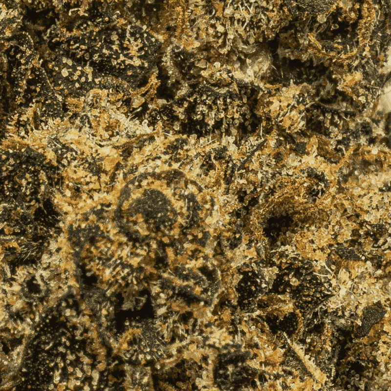 Blackout OG (AAA) - Image 5