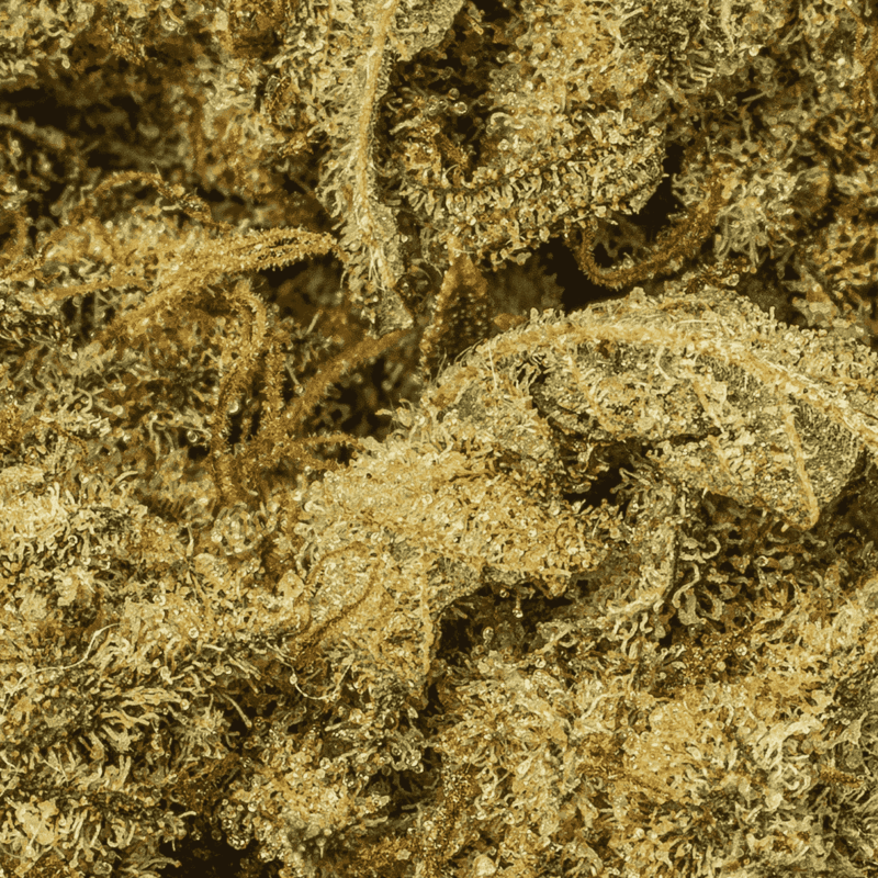 Cat Piss (AAA) - Image 5