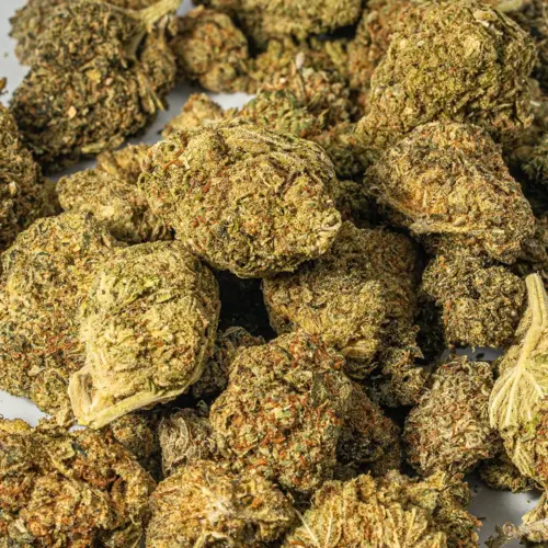 The Strawberry strain is a sativa dominant hybrid that has earned a cult following among cannabis lovers. While its exact genetics remain a mystery, Strawberry is rumored to have influenced the creation of other well-known strains, including the elusive Strawberry Fields. What makes it stand out is its mouthwatering flavor profile that tastes just like a bowl of fresh strawberries topped with sugar and cream, with a subtle earthy finish. The aroma mirrors the taste, delivering a sweet berry bouquet with hints of earth and spice when smoked. Strawberry buds are visually striking, with medium to large, dense, popcorn-shaped nugs in deep olive green. Each bud is coated with sticky resin, accented by light amber hairs that add to its appeal. Beyond its looks and flavors, the Strawberry strain is cherished for its balanced effects. It delivers a gentle, uplifting cerebral buzz without paranoia, followed by a soothing body relaxation that melts away stress and tension. This strain is an excellent choice for those seeking relief from chronic pain, fatigue, migraines, stress, and mild depression. Its uplifting yet calming qualities make it suitable for daytime use when you want to stay functional while easing both body and mind. Sweet, fruity, and relaxing, Strawberry is a strain that pairs flavor with reliable effects.