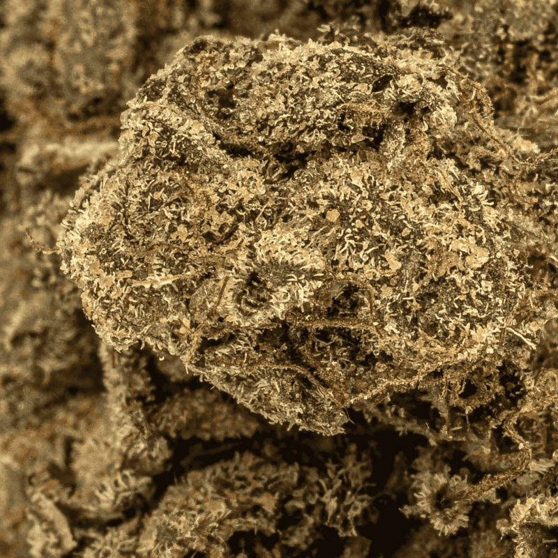Gasolina (AAAA+) - Image 5