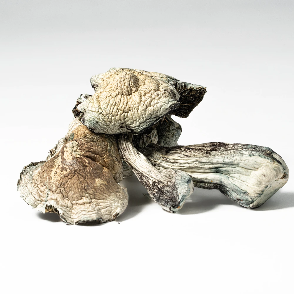 Golden Teacher is a legendary strain of Psilocybe cubensis, renowned for its golden caps, reliable growth, and deeply introspective psychedelic experience. First appearing in the 1980s, Golden Teacher quickly gained popularity for its balanced potency and spiritual effects, often described as offering lessons or insights—hence the name “Teacher.”