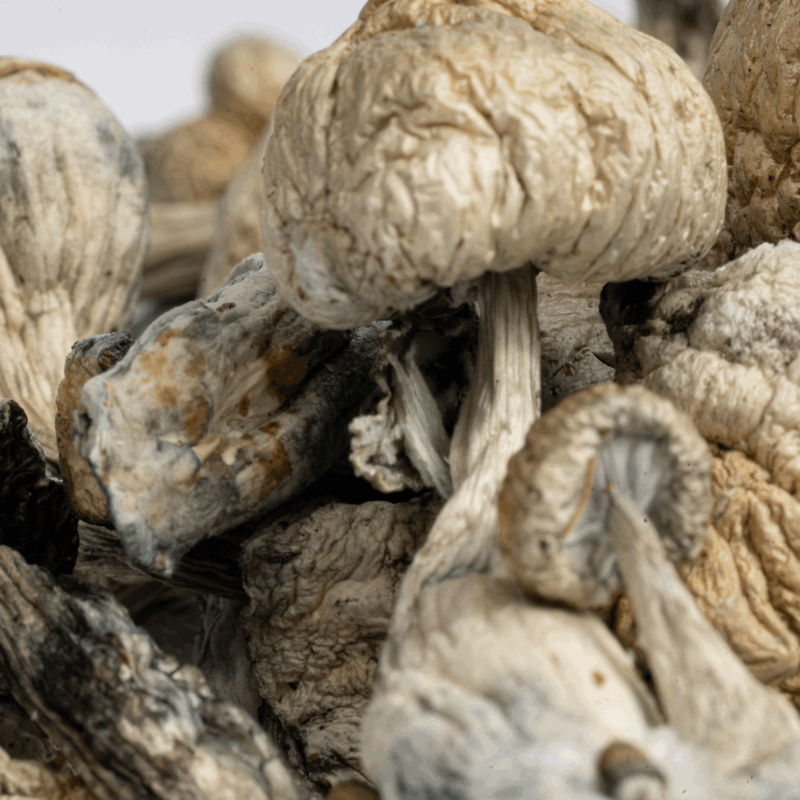 Golden Teacher Mushrooms - Image 3