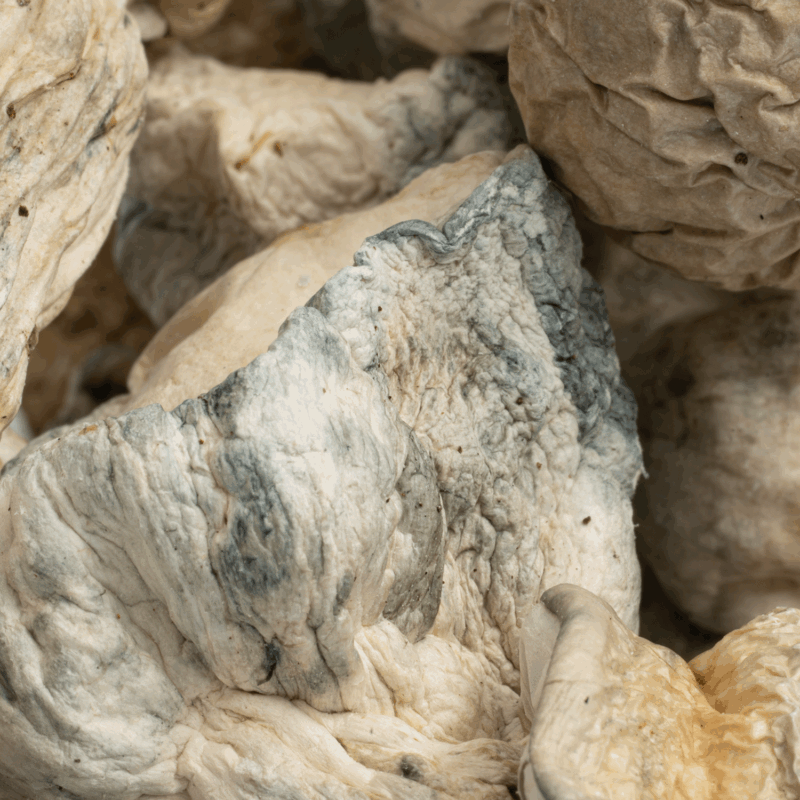 SV-13 Albino Mushrooms - Image 4