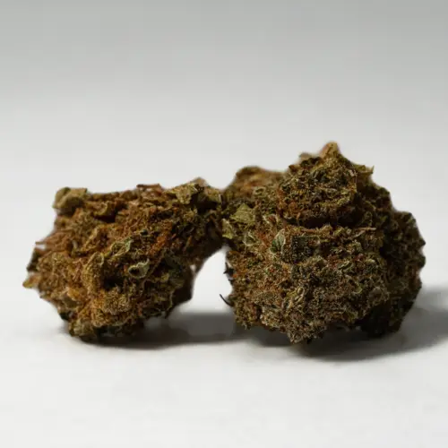 Black Jack is recommended for use in treating anxiety, depression, and mood disorders, as well as nausea and lack of appetite. The strain can also be helpful in fighting insomnia. The indica genes create a potent, euphoric body high with deep relaxation. This strain also spurs creativity.