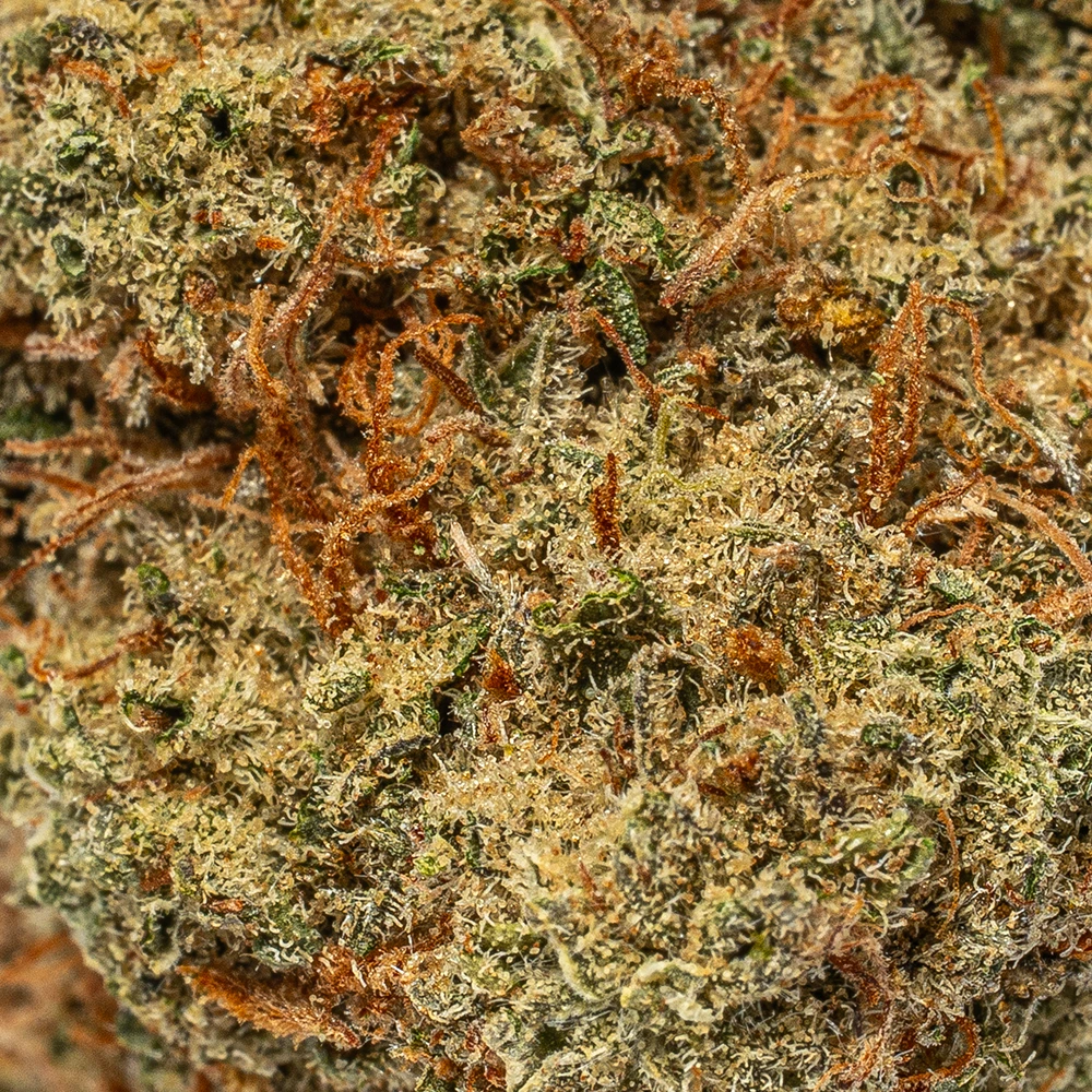 Blue Dream (AA) - Image 4
