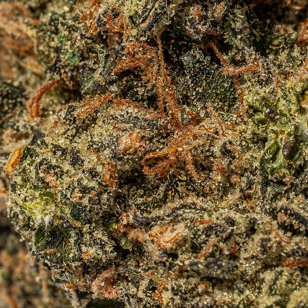 Citrus Skunk (AAA) - Image 4