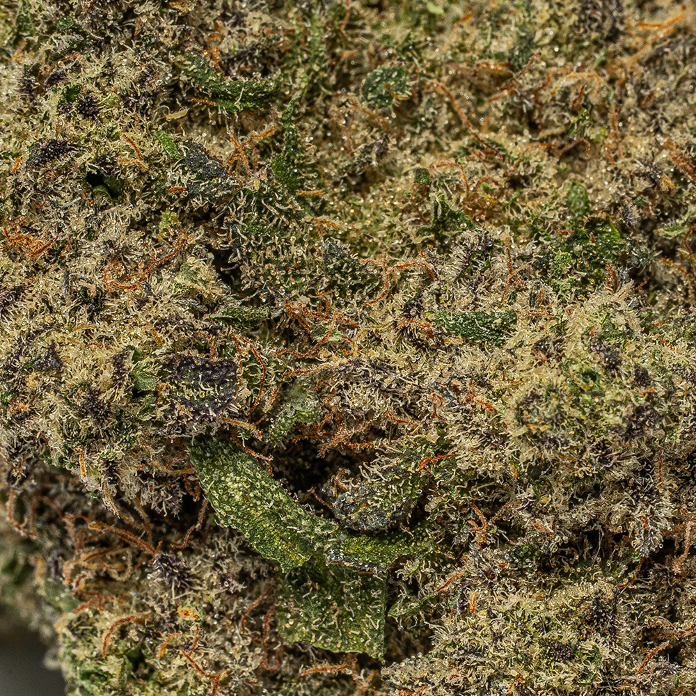 Do Si Dos (AAA) - Image 5