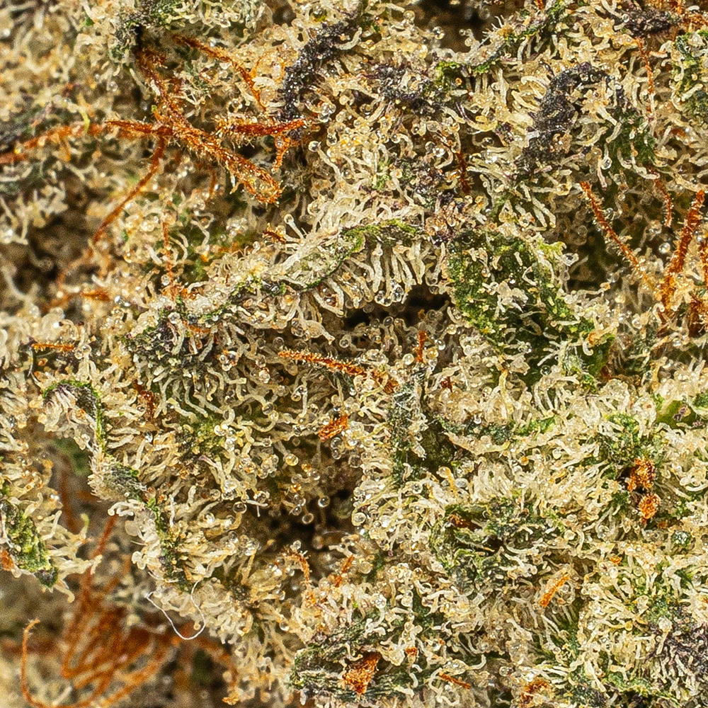 Gorilla Glue (AAA+) - Image 4