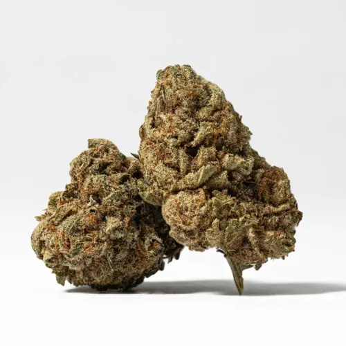 Green Crack has a sweet flavor with tropical and citrus notes. The high is decidedly cerebral, with a big mood boost and a jolt of energy. This strain spurs creativity and helps patients get things done.