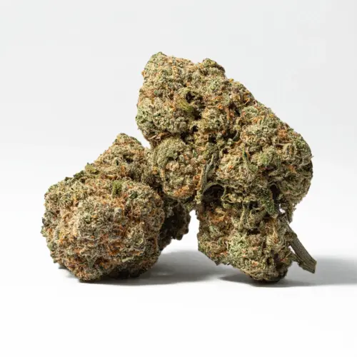 Harlequin is a hybrid cross between Colombian Gold, Thai and Swiss Landrace. It constitutes an indica/sativa ratio to be known as 25:75, meaning it is sativa dominant. Its flavour and aromatic popularity is due to the essence of mango and earthy musk. It is best known to act as the most viable relaxing and calming agent.
