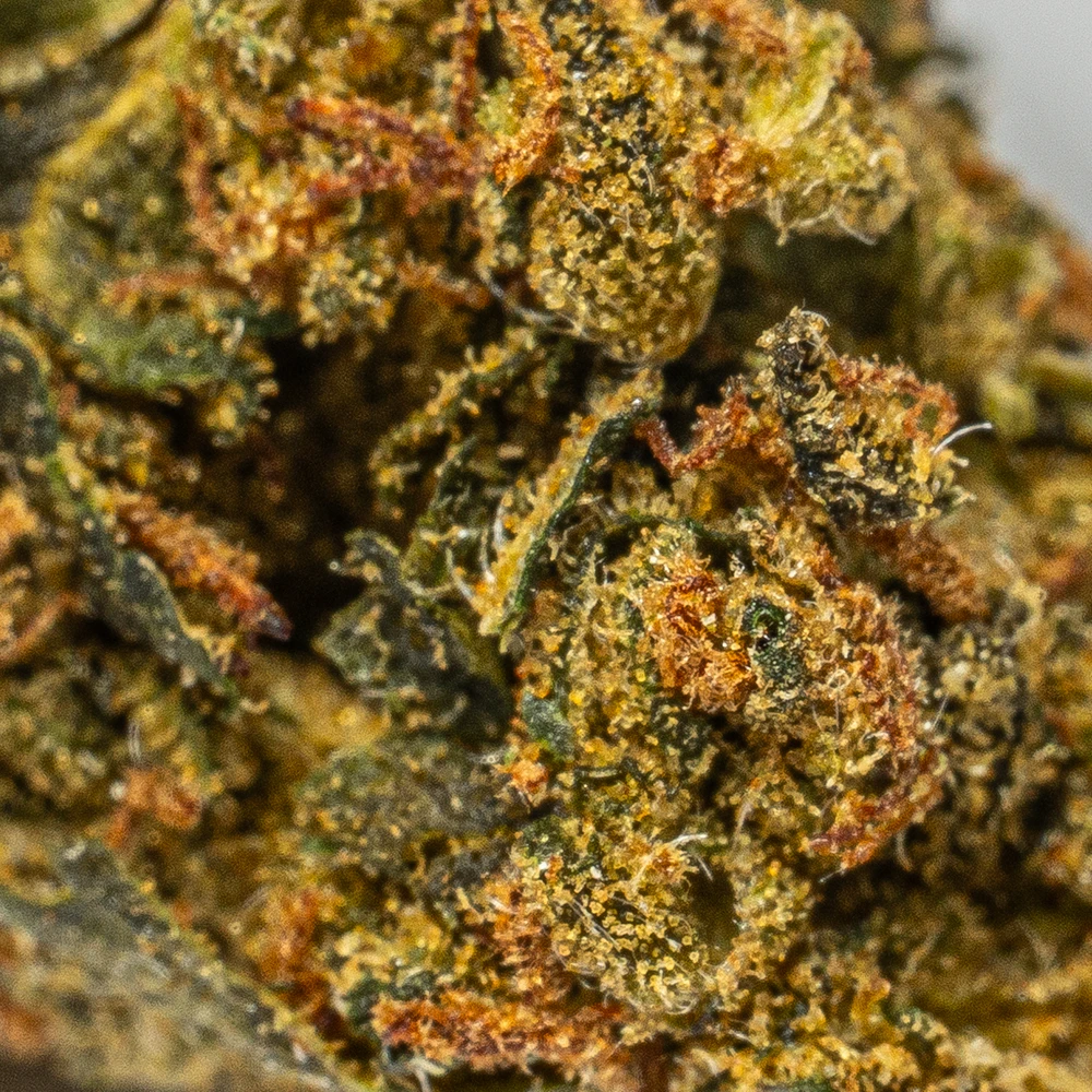 King Tut (AA) - Image 3