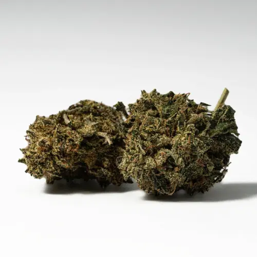 The Tuna Kush high has a heady onset of euphoria and a touch of energy that lifts your mood and leaves your mind wandering through dreamy introspection. This thoughtful and peaceful state will become slightly stoney in concurrence with a warming body high that washes over you from top to bottom.