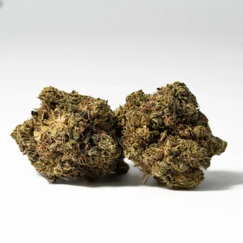 White Death is often chosen to treat conditions such as depression, appetite loss or nausea, chronic stress, insomnia and chronic pain. This bud has a skunky and woody gassy flavor with an earthy and pungent aroma to match.