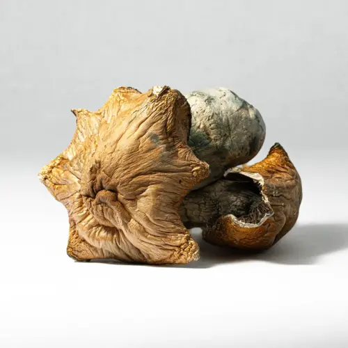 Hillbilly Pumpkin is an informal name used within hobby mycology circles to describe a visually distinctive line of Psilocybe cubensis. While not a formally recognized taxonomic variety, it’s known for several notable morphological traits and its connection to “Hillbilly” lineage genetics.