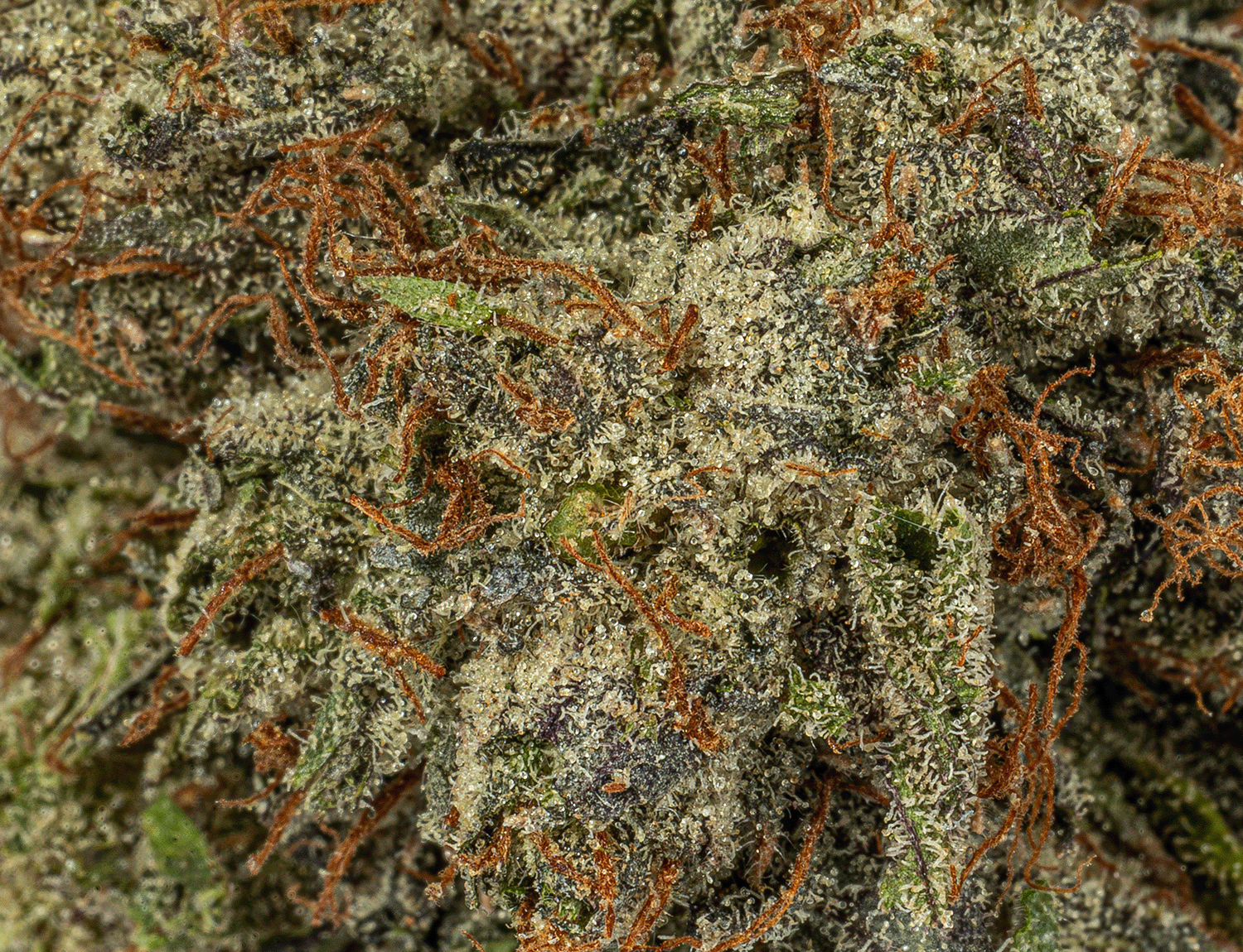 Double Purple Afgooey (AAAA) - Image 5