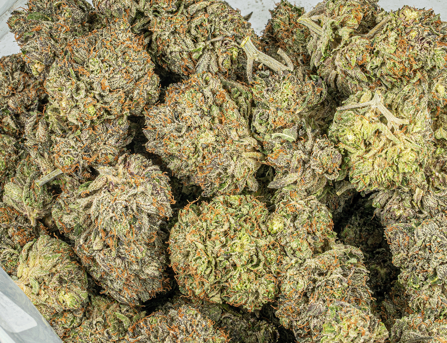 Double Purple Afgooey (AAAA) - Image 4