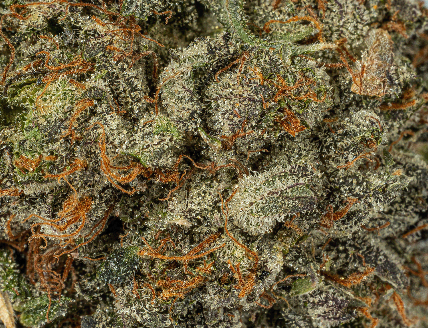 Pinkman Goo (AAAA) - Image 4