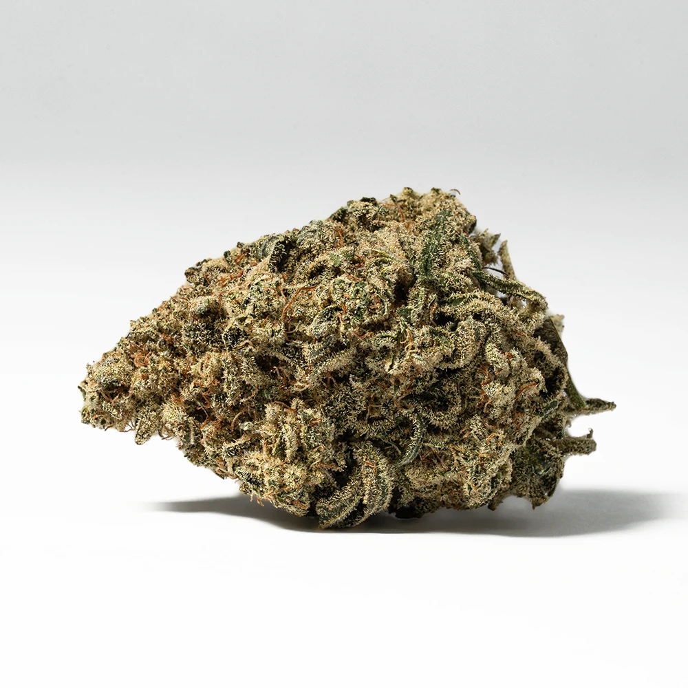 Bear Dance (AA) - Image 3