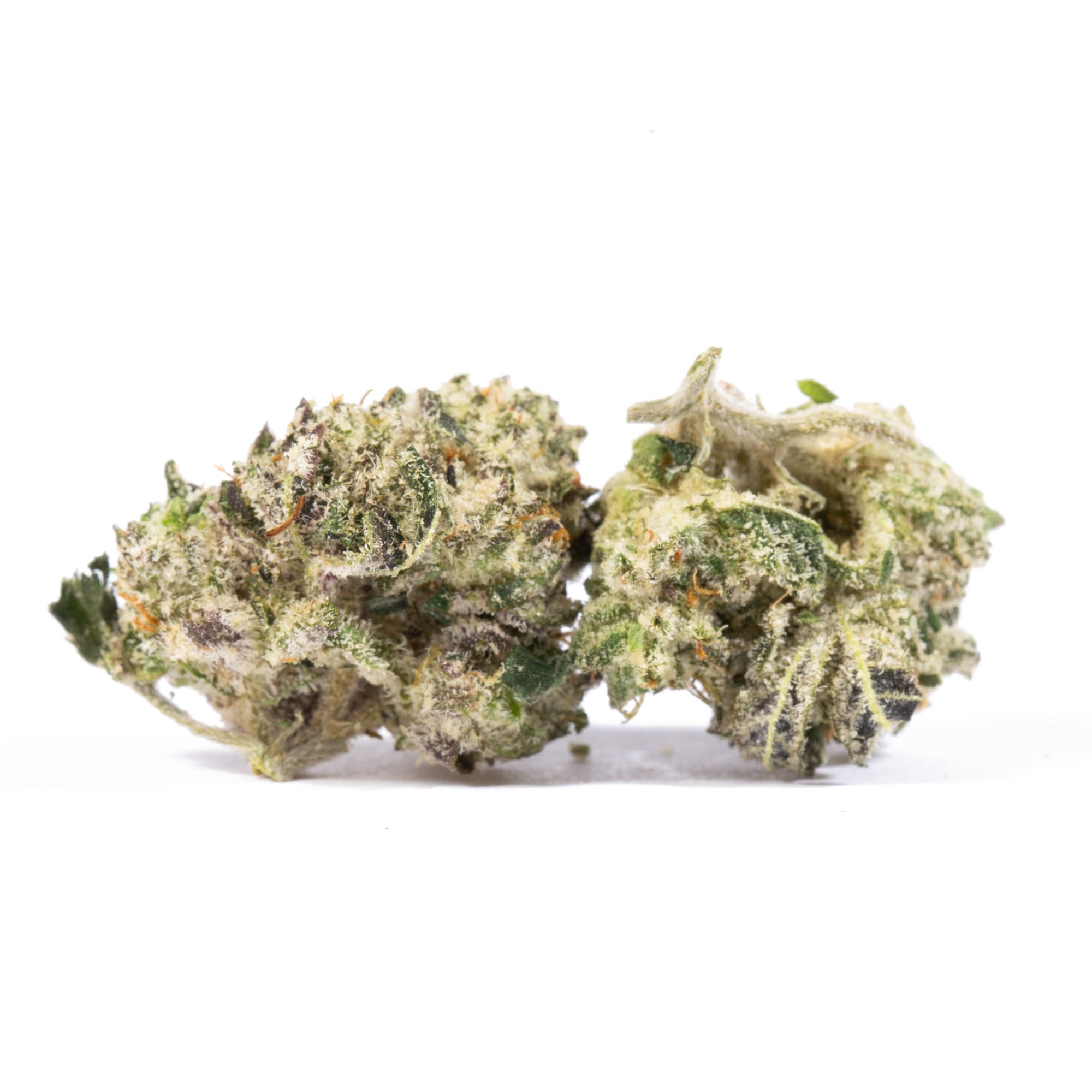 Blue Lobster Smalls (AAA+) - Image 5