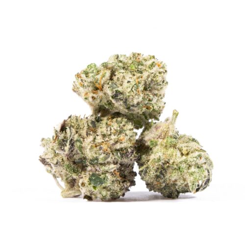 Blue Lobster Smalls (AAA+)