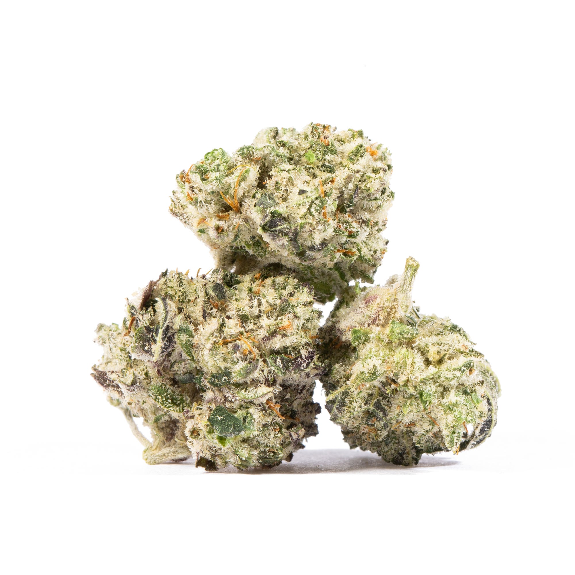 Blue Lobster Smalls (AAA+)